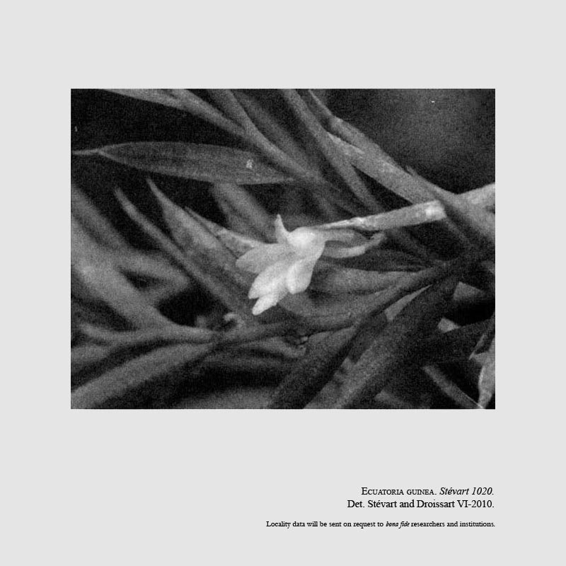 Angraecum atlanticum